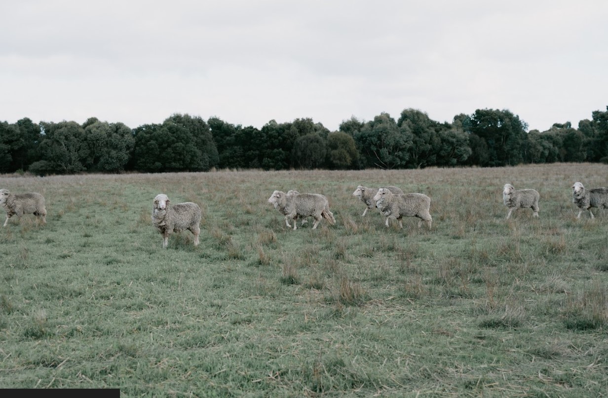 2024 LIVESTOCK BIOSECURITY FUNDS GRANTS NOW OPEN Main Image